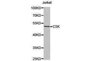 Western Blotting (WB) image for anti-C-Src tyrosine Kinase (CSK) antibody (ABIN1872031) (CSK 抗体)