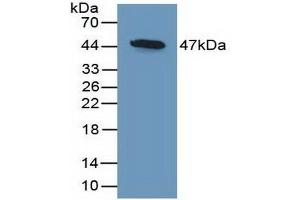 Detection of Recombinant DKK3, Mouse using Polyclonal Antibody to Dickkopf Related Protein 3 (DKK3) (DKK3 抗体  (AA 23-349))