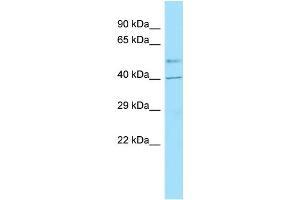 Western Blotting (WB) image for anti-G Protein-Coupled Receptor 6 (GPR6) (C-Term) antibody (ABIN2435714) (GPR6 抗体  (C-Term))