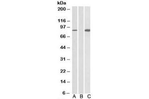 Western blot testing of HEK293 lysate overexpressing human STAT4-MYC probed with STAT4 antibody (0. (STAT4 抗体)