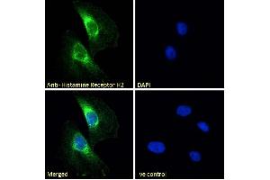 Immunofluorescence (IF) image for anti-Histamine Receptor H2 (HRH2) (C-Term) antibody (ABIN185463)