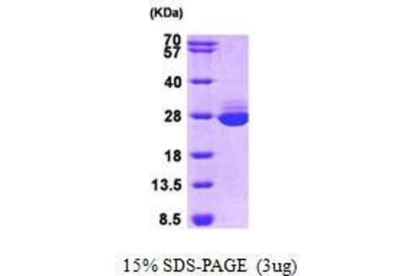 GSTA1 Protein (AA 1-222)