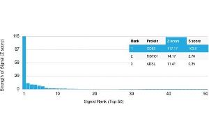 Analysis of Protein Array containing >19,000 full-length human proteins using CD63 Mouse Monoclonal Antibody (LAMP3/2881) Z- and S- Score: The Z-score represents the strength of a signal that a monoclonal antibody (MAb) (in combination with a fluorescently-tagged anti-IgG secondary antibody) produces when binding to a particular protein on the HuProtTM array. (CD63 抗体  (AA 100-197))