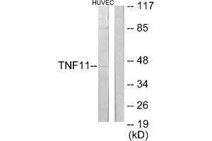 Western blot analysis of extracts from HuvEc cells, using TNF11 antibody. (RANKL 抗体  (Internal Region))