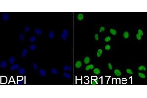 Immunofluorescence analysis of 293T cells using MonoMethyl-Histone H3-R17 antibody. (Histone 3 抗体  (H3R17me))