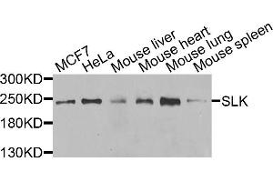Western blot analysis of extracts of various cell lines, using SLK antibody (ABIN5975495) at 1/1000 dilution. (SLK 抗体)
