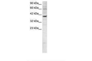 KIF25 抗体  (AA 302-351)