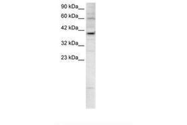 KIF25 抗体  (AA 302-351)