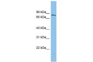 WDR49 antibody used at 1 ug/ml to detect target protein. (WDR49 抗体  (N-Term))