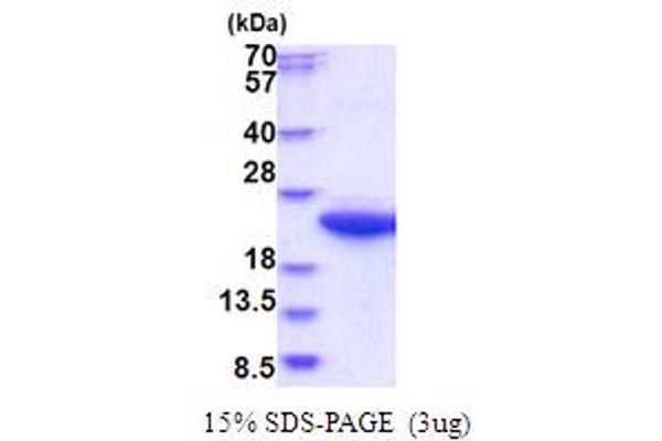 Calpain S1 Protein (AA 84-268) (His tag)