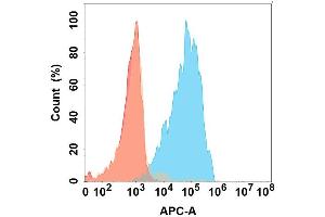 Flow cytometry analysis with Anti-IL5 on Expi293 cells transfected with human IL5 (Blue histogram) or Expi293 transfected with irrelevant protein (Red histogram). (IL-5 抗体)