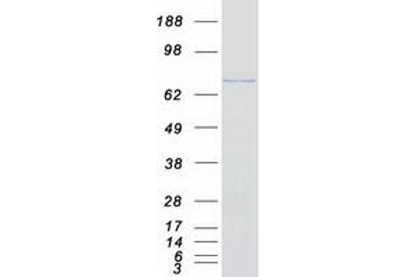 RGL2 Protein (Myc-DYKDDDDK Tag)