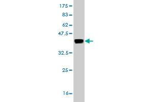 Western Blotting (WB) image for anti-Crystallin, mu (CRYM) (AA 215-314) antibody (ABIN560481)