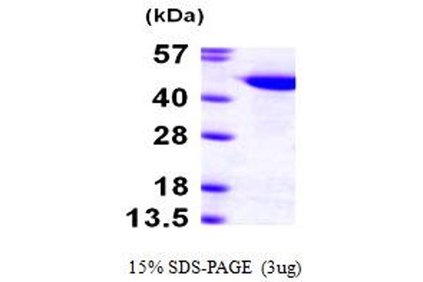 Cullin 1 Protein (CUL1) (AA 1-410) (His tag)