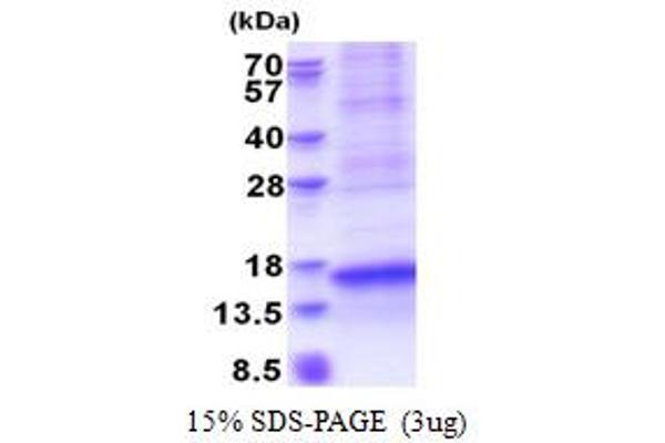 CXCL17 Protein (AA 22-119) (His tag)