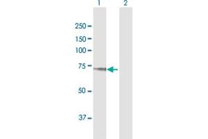 Western Blot analysis of TGFBI expression in transfected 293T cell line by TGFBI MaxPab polyclonal antibody. (TGFBI 抗体  (AA 1-683))