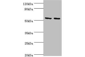 Western blot All lanes: Tyrosine--tRNA ligase, mitochondrial antibody at 15 μg/mL Lane 1: K562 whole cell lysate Lane 2: HepG2 whole cell lysate Secondary Goat polyclonal to rabbit IgG at 1/10000 dilution Predicted band size: 53 kDa Observed band size: 53 kDa (YARS2 抗体  (AA 228-477))