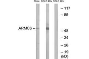 Western Blotting (WB) image for anti-Armadillo Repeat Containing 6 (ARMC6) (AA 431-480) antibody (ABIN2890129) (ARMC6 抗体  (AA 431-480))