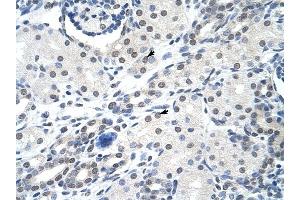 SNRPA antibody was used for immunohistochemistry at a concentration of 4-8 ug/ml to stain Epithelial cells of renal tubule (arrows) in Human Kidney. (SNRPA1 抗体  (Middle Region))