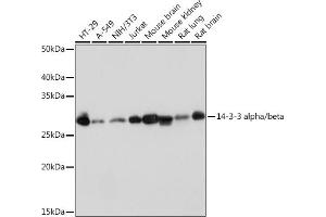 Western blot analysis of extracts of various cell lines, using 14-3-3 alpha/beta Rabbit mAb (ABIN7265308) at 1:1000 dilution. (YWHAB 抗体)