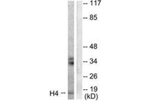 Western blot analysis of extracts from Raw264. (Histone H4 抗体  (AA 15-64))