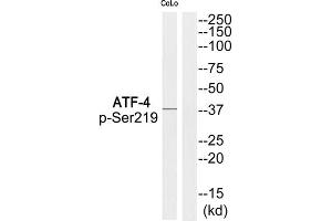 Western Blotting (WB) image for anti-Activating Transcription Factor 4 (Tax-Responsive Enhancer Element B67) (ATF4) (pSer219) antibody (ABIN1847859) (ATF4 抗体  (pSer219))