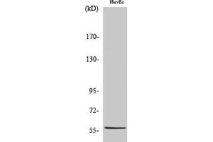 Western Blotting (WB) image for anti-BEN Domain Containing 4 (BEND4) (Internal Region) antibody (ABIN3183714) (BEND4 抗体  (Internal Region))