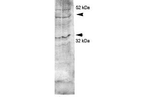 Western blot analysis of Rat kidney inner medullary homogenates showing detection of Aquaporin 4 protein using Rabbit Anti-Aquaporin 4 Polyclonal Antibody . (Aquaporin 4 抗体  (C-Term) (Atto 594))