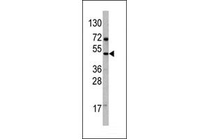 Western blot analysis of anti-VEGF4 Antibody (C-term) Pab ((ABIN390256 and ABIN2840717)) in 293 cell line lysates. (VEGFD (VEGF4) (AA 322-352), (C-Term) 抗体)