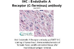 Image no. 1 for anti-Endothelin Receptor Type A (EDNRA) (C-Term) antibody (ABIN1734024) (Endothelin-1 Receptor 抗体  (C-Term))