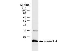 Western Blotting (WB) image for anti-Interleukin 4 (IL4) antibody (PE) (ABIN2475021) (IL-4 抗体  (PE))