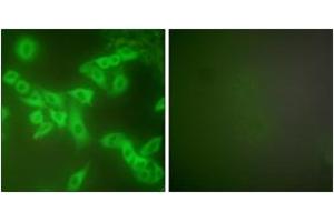 Immunofluorescence (IF) image for anti-Cystatin B (Stefin B) (CSTB) (AA 49-98) antibody (ABIN2889258) (CSTB 抗体  (AA 49-98))