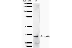 Western blot analysis of Human Cervical cancer cell line (HeLa) lysate showing detection of ~35. (C-JUN 抗体  (AA 200-300) (FITC))
