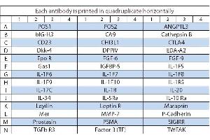 Image no. 1 for Human Cytokine Array Q8 (ABIN4956060) (人 Cytokine Array Q8)