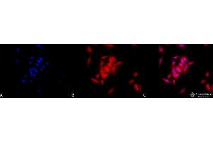Immunocytochemistry/Immunofluorescence analysis using Rat Anti-GRP94 Monoclonal Antibody, Clone 9G10 . (GRP94 抗体  (Atto 488))