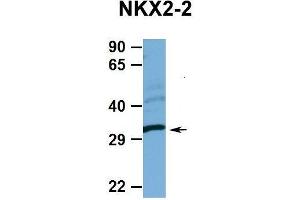 Hum. (Nkx2-2 抗体  (N-Term))