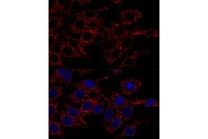 Confocal immunofluorescence analysis of Hela cells using  antibody  at dilution of 1:200. (ATP5A1 抗体)