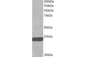 Western Blotting (WB) image for anti-Mortality Factor 4 Like 2 (MORF4L2) antibody (ABIN5871243) (MORF4L2 抗体)