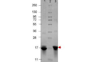 IL-3 Human Recombinant Protein - SDS-PAGE. (IL-3 蛋白)