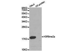 Western Blotting (WB) image for anti-Histone 3 (H3) (H3R8me2a) antibody (ABIN1873016) (Histone 3 抗体  (H3R8me2a))