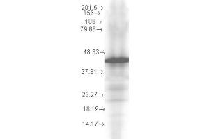 Western Blot analysis of Yeast recombinant cell lysate showing detection of Hsp40 protein using Mouse Anti-Hsp40 Monoclonal Antibody, Clone 2A7. (DNAJB1 抗体  (PerCP))