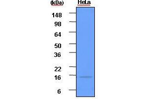 Western Blotting (WB) image for anti-ISG15 Ubiquitin-Like Modifier (ISG15) (AA 1-157), (N-Term) antibody (ABIN317538) (ISG15 抗体  (N-Term))