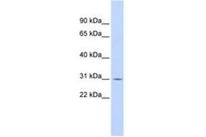 Image no. 1 for anti-Nuclear Factor of kappa Light Polypeptide Gene Enhancer in B-Cells Inhibitor, alpha (NFKBIA) (N-Term) antibody (ABIN6744336) (NFKBIA 抗体  (N-Term))