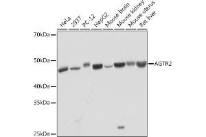 Western blot analysis of extracts of various cell lines, using  Rabbit mAb (ABIN1682191, ABIN3017949, ABIN3017950 and ABIN7101542) at 1:1000 dilution. (Angiotensin II Type 2 Receptor 抗体)