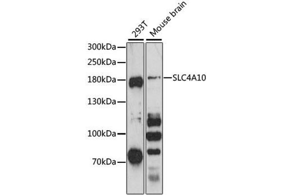 SLC4A10 抗体