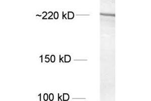 Western Blotting (WB) image for anti-Nestin (NES) antibody (ABIN1742563) (Nestin 抗体)