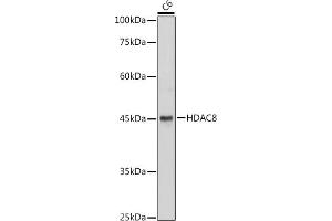 Western blot analysis of extracts of C6 cells, using HD antibody (ABIN6128014, ABIN6141689, ABIN6141690 and ABIN7101785) at 1:1000 dilution. (HDAC8 抗体  (AA 1-377))