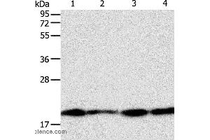 Western blot analysis of Lncap, SKOV3, MCF7 and 293T cell, using DIABLO Polyclonal Antibody at dilution of 1:800 (DIABLO 抗体)