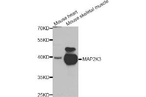 Western blot analysis of extracts of various cell lines, using MAP2K3 antibody (ABIN5975625) at 1/1000 dilution. (MAP2K3 抗体)