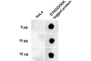 Dot Blot analysis using Rabbit Anti-DYKDDDDK Tag Polyclonal Antibody (ABIN5651031). (DYKDDDDK Tag 抗体  (Atto 594))